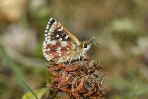 Réf. 309 568 : Spialia sertorius